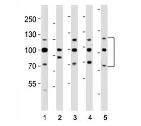 Western blot analysis of lysate from (1) HeLa, (2) HepG2, (3) MCF-7, (4) SH-SY5Y, (5) mouse NIH3T3 c