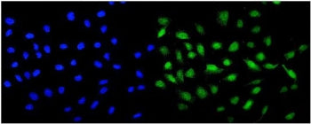 MCAK Antibody