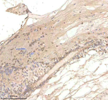 IHC staining of zebrafish Polr2d protein using Zebrafish Polr2d antibody, HRP-labeled secondary and