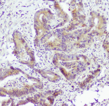 Caspase-2 Antibody