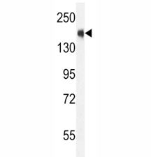 SRC-1 Antibody (NCOA1)