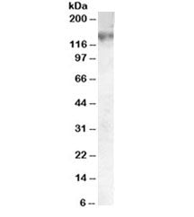 ABCC1 Antibody