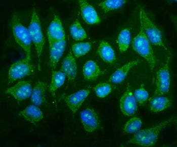 MAPK12 Antibody / p38 gamma