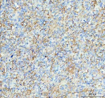 Aquaporin 4 Antibody