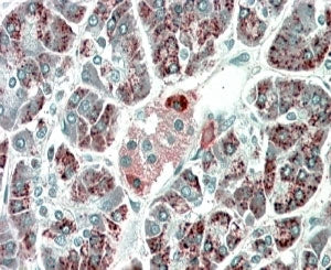 IHC staining of FFPE human pancreas with PEBP4 antibody at 5ug/ml. HIER: microwaved with pH9 Tris/ED