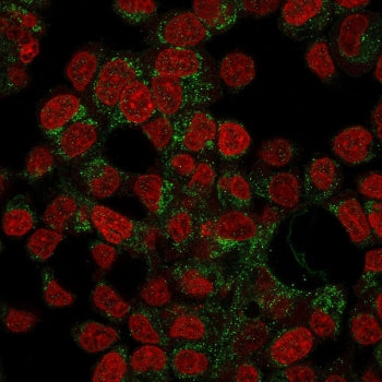 Prohibitin Antibody / PHB