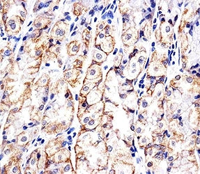 Immunohistochemical analysis of paraffin-embedded human stomach using CDH1 antibody at 1:25 dilution