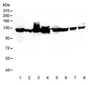 Western blot testing of 1) human HeLa, 2) human HepG2, 3) monkey COS-7, 4) human U-87 MG, 5) rat PC-