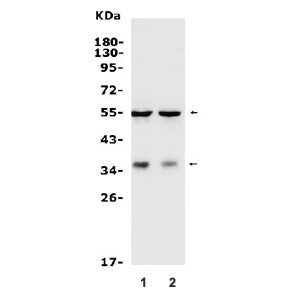 BAG1 Antibody