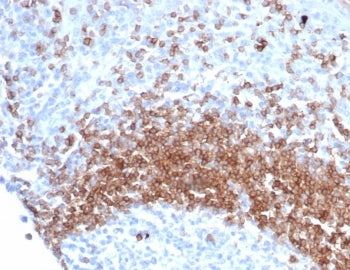 IgD Heavy Chain Antibody