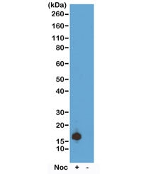 Histone H3 Antibody (pSer10)