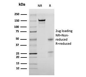 Bromodeoxyuridine / BrdU Antibody