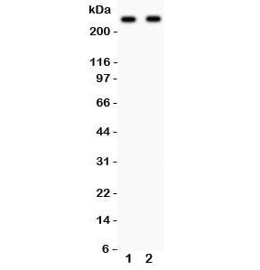 CaV1.3 Antibody