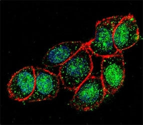 Confocal immunofluorescent analysis of FOXA2 antibody with HeLa cells followed by Alexa Fluor 488-co