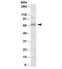 SNTG2 Antibody