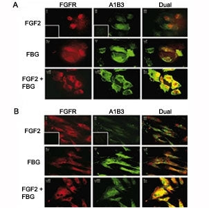 Fibroblast growth factor receptor 1 Antibody (FGFR1)