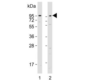 Dystroglycan Antibody / DAG