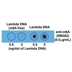 m6A Antibody / N6-Methyladenosine