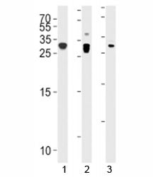 p27Kip1 Antibody