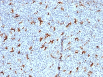 CD68 Antibody