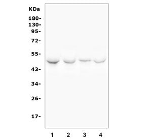 HDAC3 Antibody