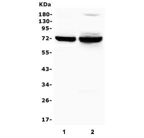 SYK Antibody / Spleen tyrosine kinase