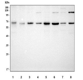 METAP2 Antibody / Methionine aminopeptidase 2