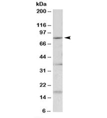 Kcnc3 Antibody