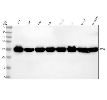 Western blot analysis of RPS8 using anti-RPS8 antibody. Lane 1: human 293T whole cell lysates, Lane