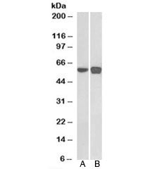 Western blot testing of A) human HEK293 and B) mouse NIH3T3 nuclear cell lysates with PLRG1 antibody