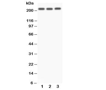 NOTCH4 Antibody