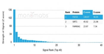 FGF-23 Antibody / Fibroblast Growth Factor 23