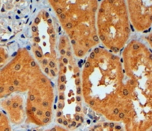 IHC testing of FFPE human kidney with TRIM11 antibody at 4ug/ml. HIER: steamed with pH6 citrate buff