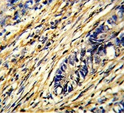 14-3-3 gamma Antibody / YWHAG