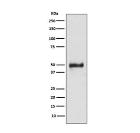 KRT8 Antibody / Cytokeratin 8