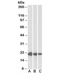 CSRP3 Antibody