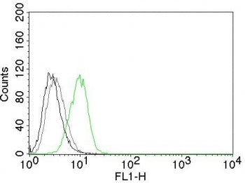 p27 Antibody / p27Kip1