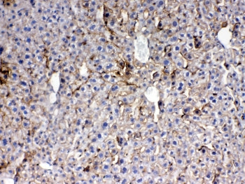 Thrombopoietin Antibody / THPO