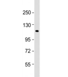 Western blot testing of THP-1 cell lysate with PTPN12 antibody at 1:1000. Predicted molecular weight