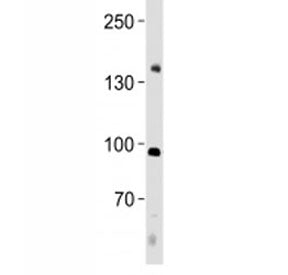 NFATC4 antibody western blot analysis in human placenta tissue lysate. Predicted molecular weight ~9