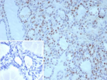 NKX2.1 Antibody / TTF-1