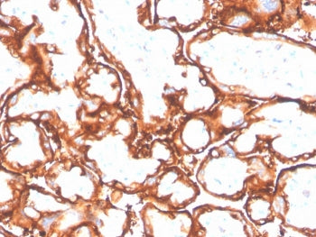 IHC staining of FFPE human placenta with recombinant EGFR antibody (clone GFR/4564R). HIER: boil tis