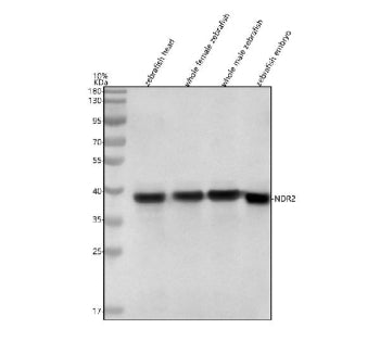 Western blot analysis of Ndr2 protein using Zebrafish Ndr2 antibody and 1) zebrafish head, 2) whole