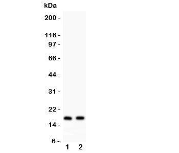 Western blot testing of ANP antibody and Lane 1: rat heart; 2: mouse heart lysate. Predicted molecular weight ~17kDa.