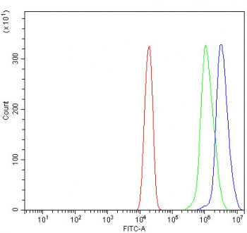 ORC1 Antibody / Origin Recognition Complex 1