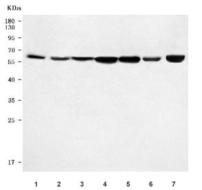 Rsl1d1 Antibody / Ribosomal L1 domain-containing protein 1