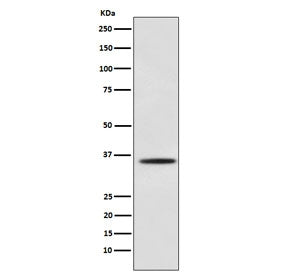 Myogenin Antibody / MYOG