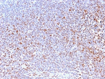 IHC staining of FFPE human tonsil with Nuclear Marker antibody (clone NM2984R). HIER: boil tissue se