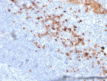 IHC staining of FFPE human tonsil with CD5L antibody. HIER: boil tissue sections in pH 9 10mM Tris w
