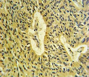 SMAD7 Antibody